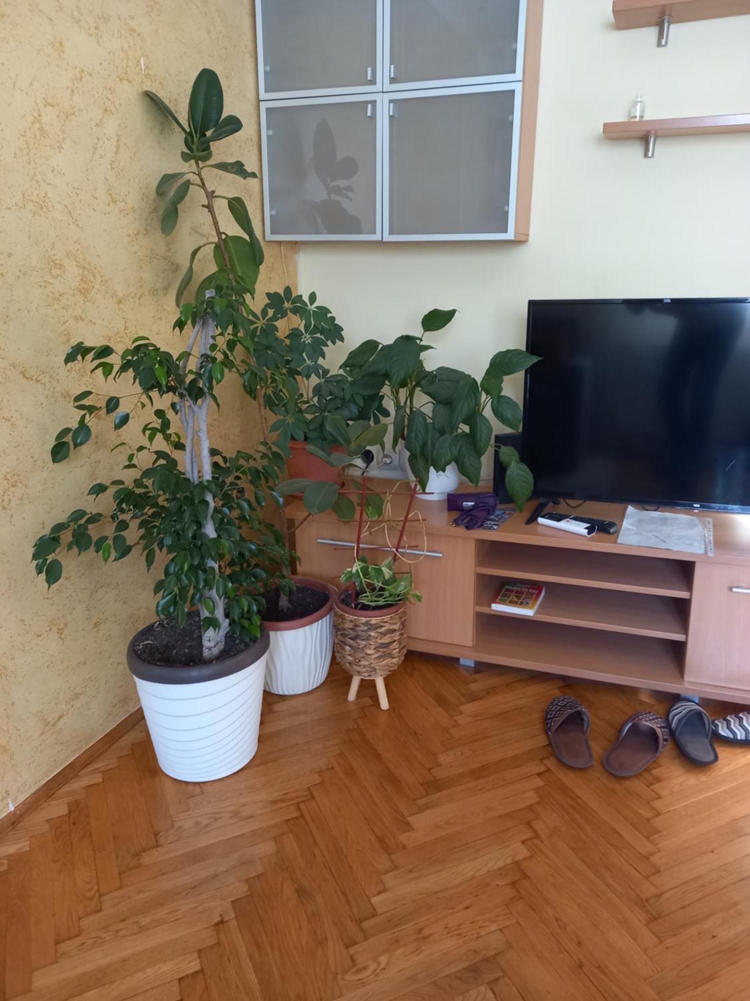 Leda Apartmani 스메데레보 객실 사진